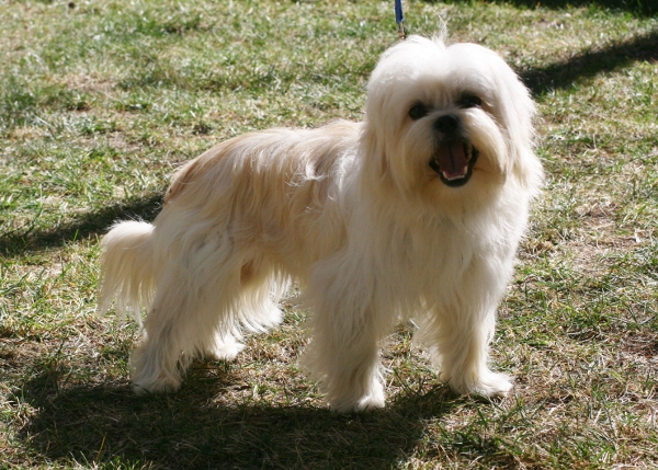 Bailey, Adoptable Dog K9 Connections Pet Adoption